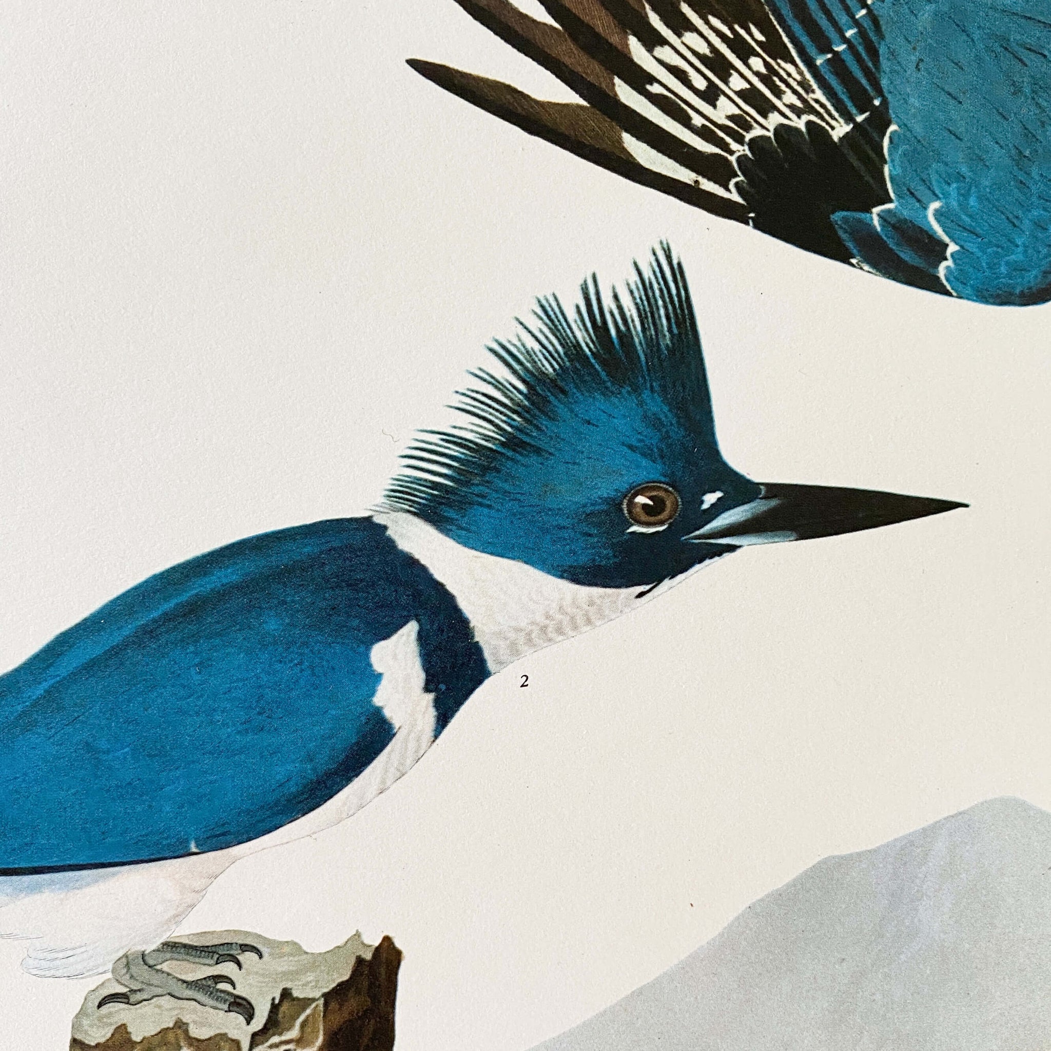 Vintage Audubon Belted Kingfisher Litlograph Print - 14x17 Audubon Folio