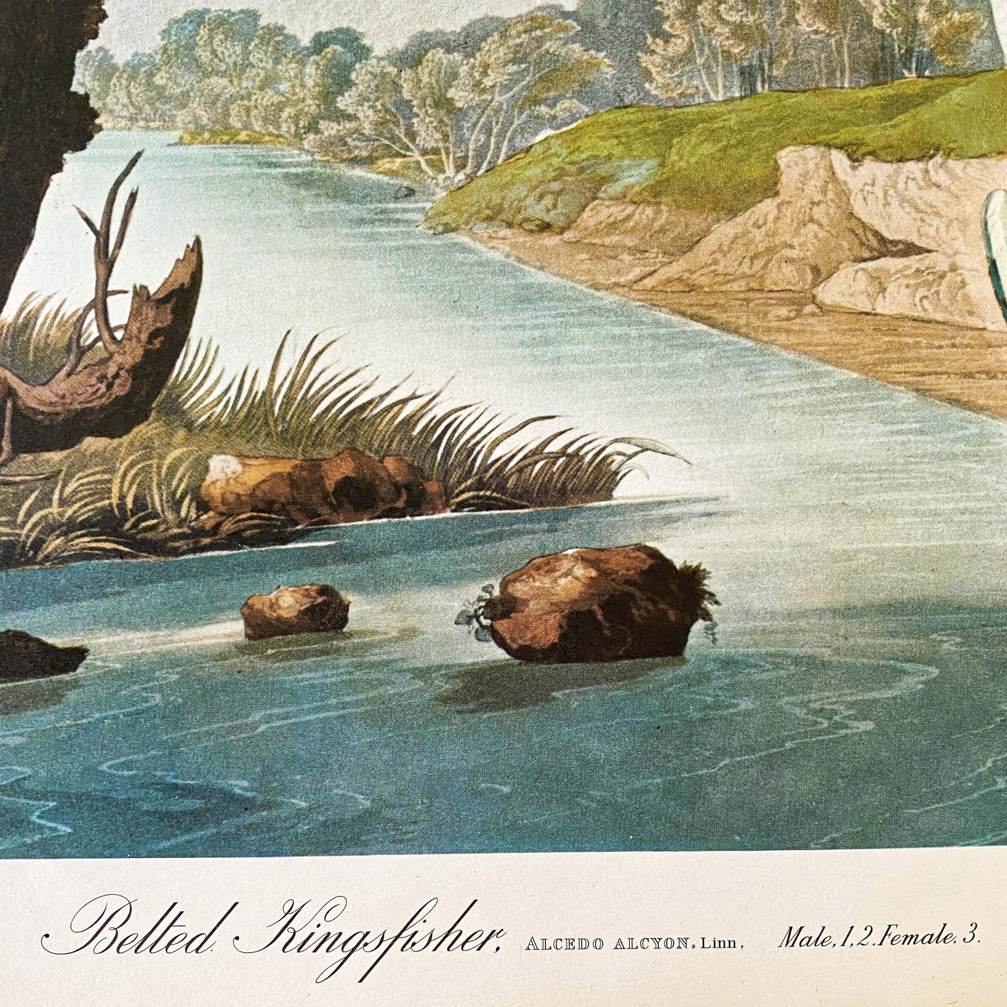 Vintage Audubon Belted Kingfisher Litlograph Print - 14x17 Audubon Folio