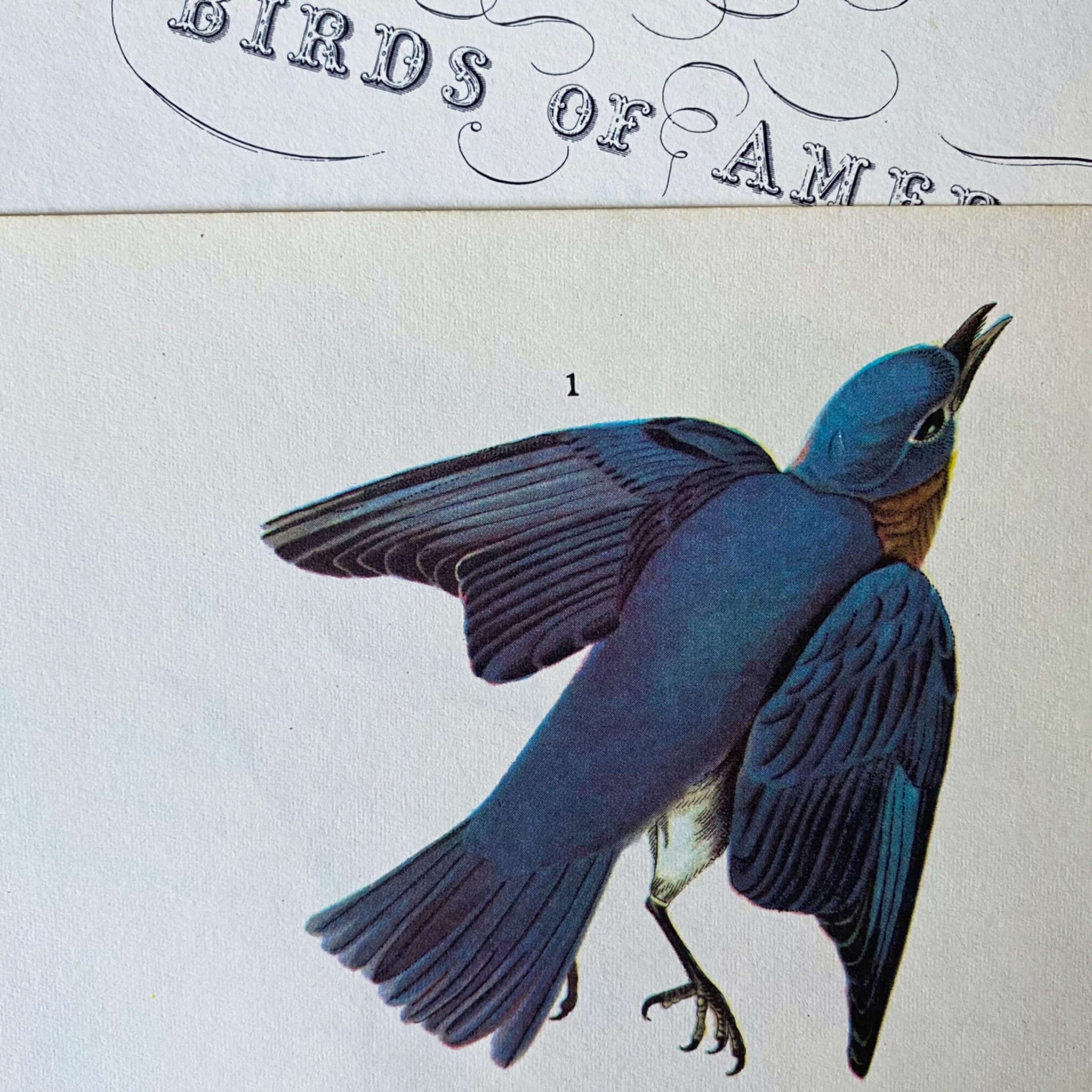 Vintage Audubon Bird Prints - Bluebird & White Crowned Sparrow - John James Audubon 1960s Bookplate