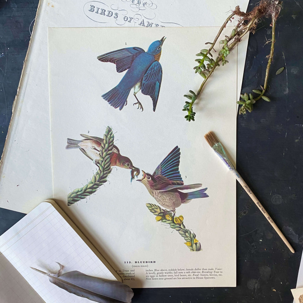 Vintage Audubon Bird Prints - Bluebird & White Crowned Sparrow - John James Audubon 1960s Bookplate