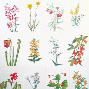 Collection of Nine Vintage 1950s Botanical Prints - You Choose Color - Art for Wall Collages