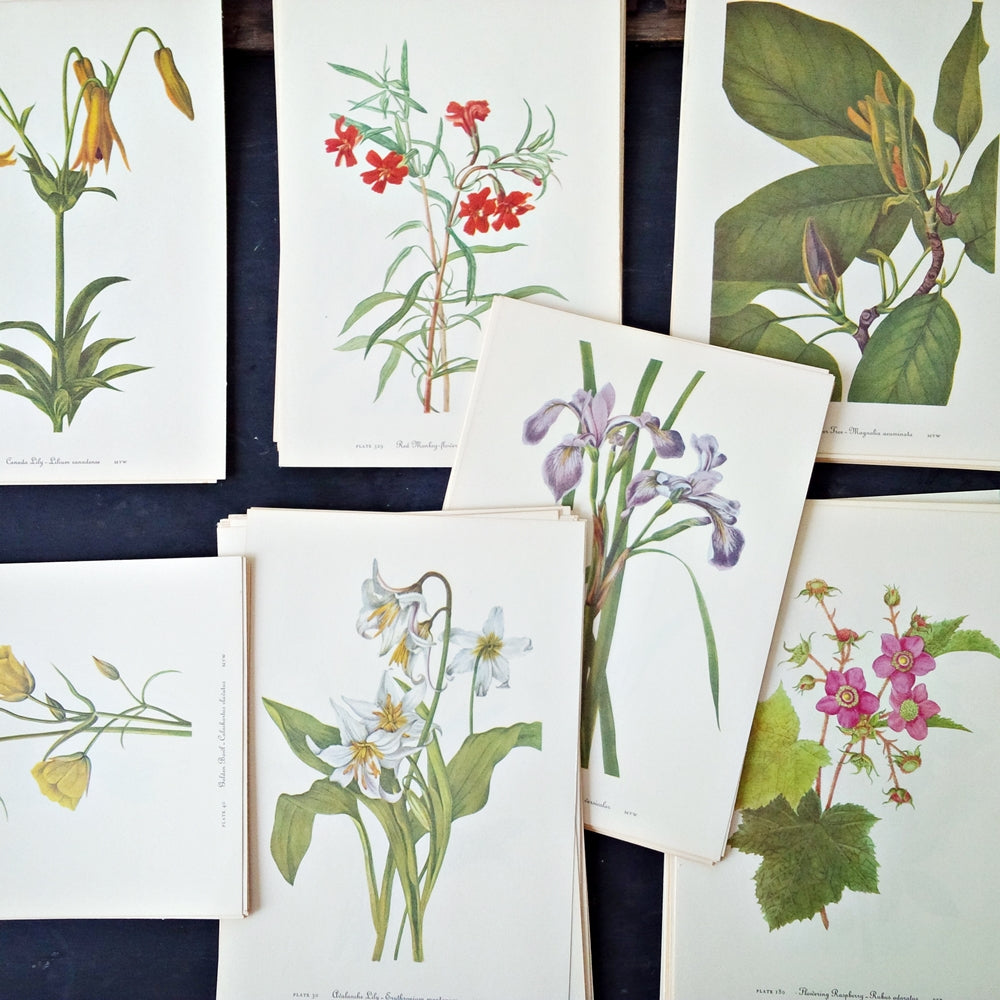 Collection of Nine Vintage 1950s Botanical Prints - You Choose Color - Art for Wall Collages