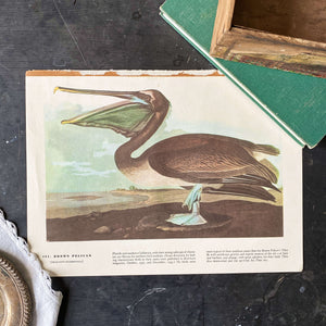 Vintage Brown Pelican Bookplate Print - John James Audubon Birds of America