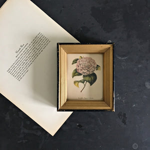 Vintage Framed Botanical Print - Camellia Regina d'Italia - Petite Black Shadow Box