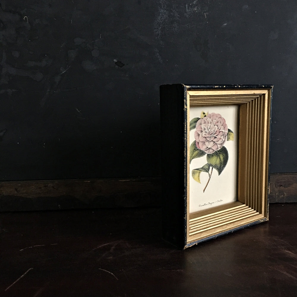 Vintage Framed Botanical Print - Camellia Regina d'Italia - Petite Black Shadow Box