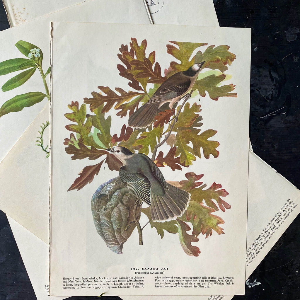 Vintage Fox Sparrow & Canada Jay Bird Bookplates - John James Audubon Birds of America - 1967 Edition