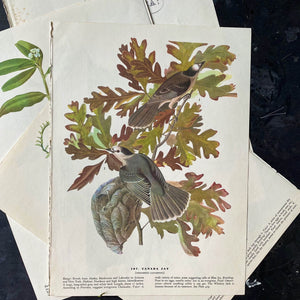 Vintage Fox Sparrow & Canada Jay Bird Bookplates - John James Audubon Birds of America - 1967 Edition