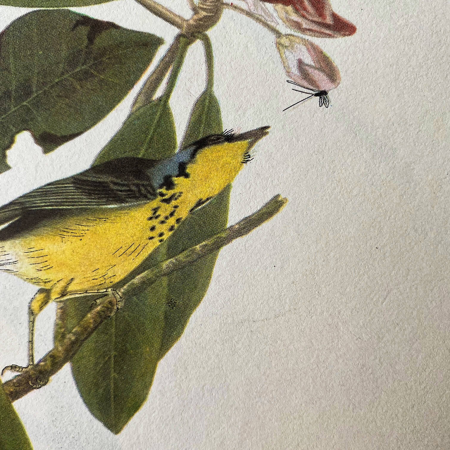 Vintage Chipping Sparrow & Canada Warbler Bookplates - John James Audubon Birds of America - 1967 Edition