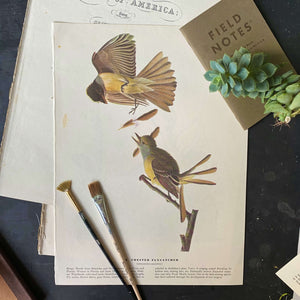 Vintage Audubon Bird Prints - Grasshopper Sparrow & Crested Flycatcher - John James Audubon 1960s Bookplate