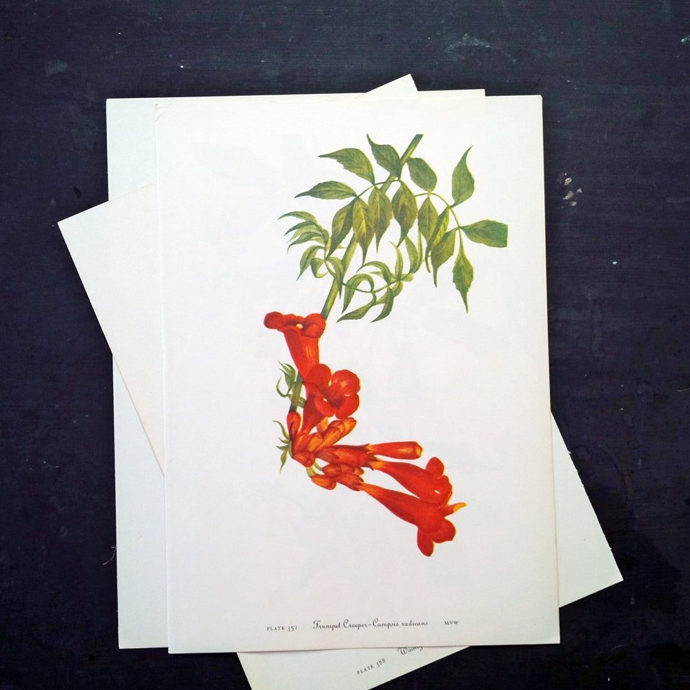 1950s Botanical Flower Print - Cross - Vine & Trumpet Creeper - From Wild Flowers of America by Mary Vaux Wolcott - Vintage Midcentury Florals