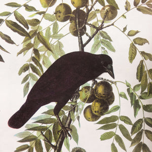 Vintage Crow Bird Print - Audubon's Birds of America - Black Throated Blue Warbler - 1960s Edition