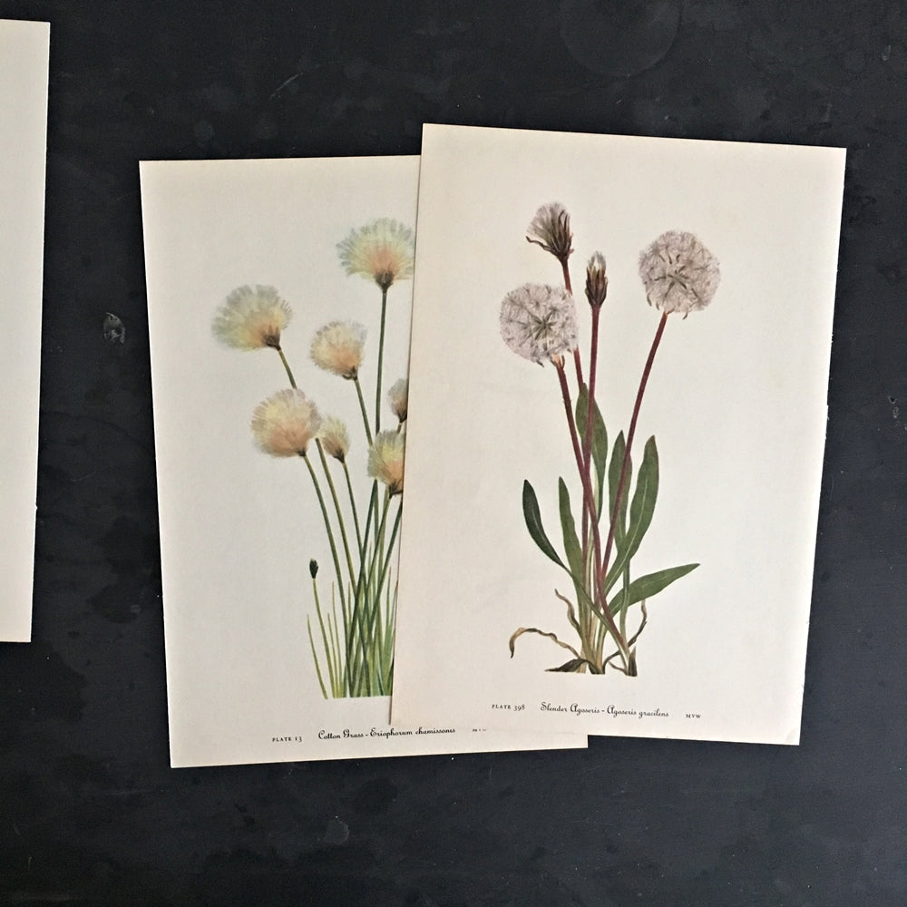 Two 1950's Botanical Prints - Dandelion-Like Wishing Flowers - Cotton Grass and Slender Agoseris
