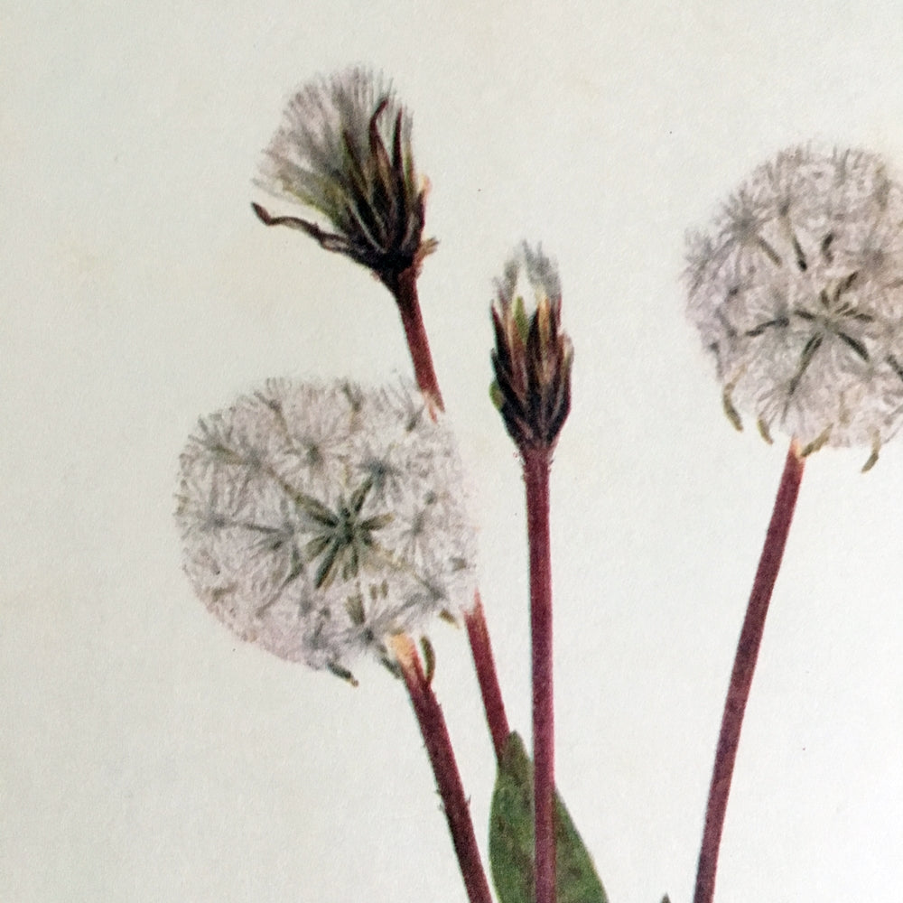 Two 1950's Botanical Prints - Dandelion-Like Wishing Flowers - Cotton Grass and Slender Agoseris