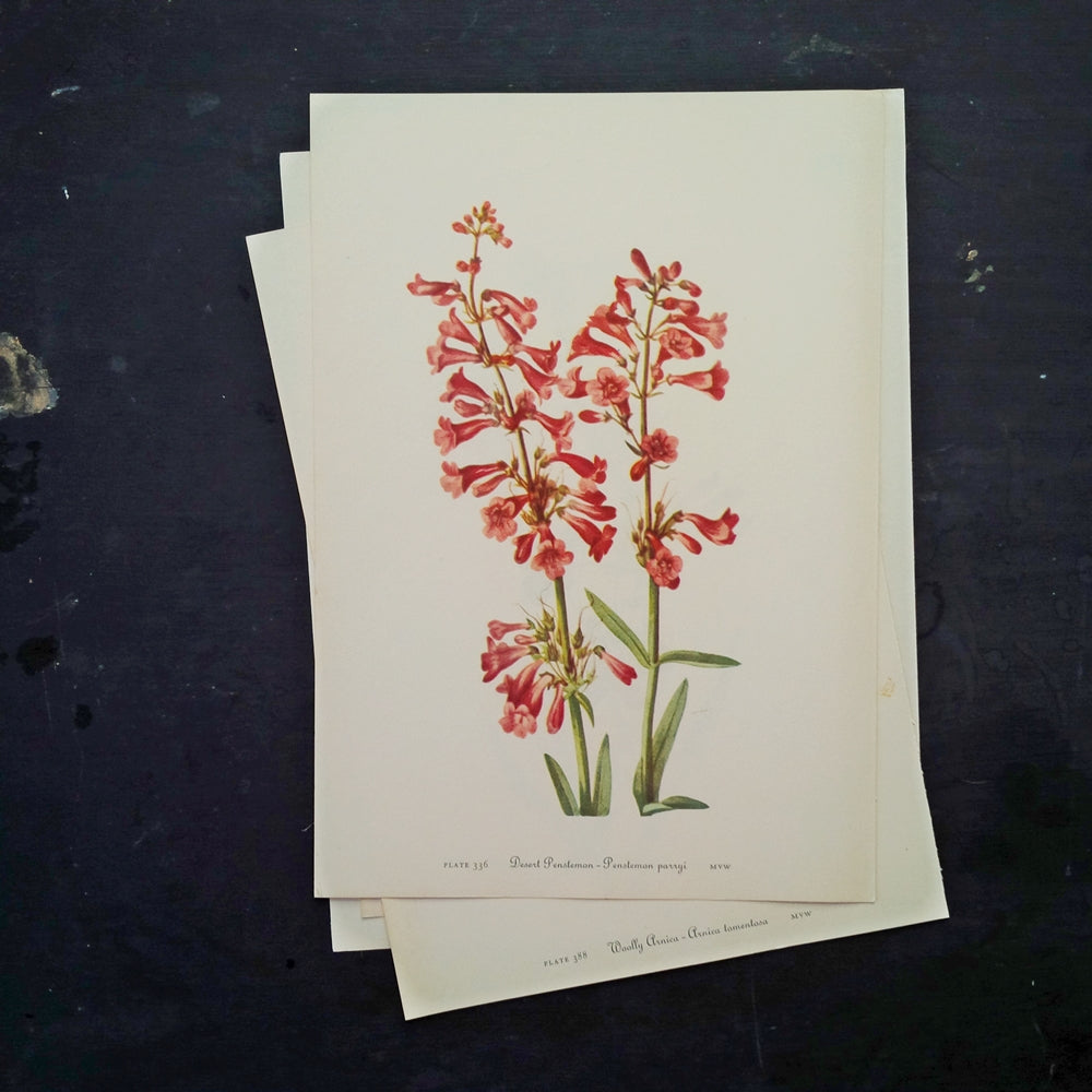 1950's Floral Botanical Print - Desert Penstemon & Rock Penstemon - Wild Flowers of America