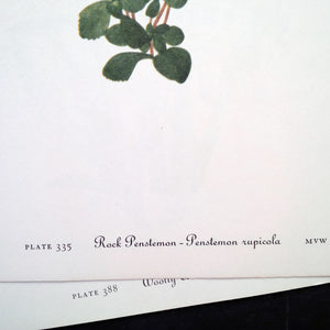 1950's Floral Botanical Print - Desert Penstemon & Rock Penstemon - Wild Flowers of America