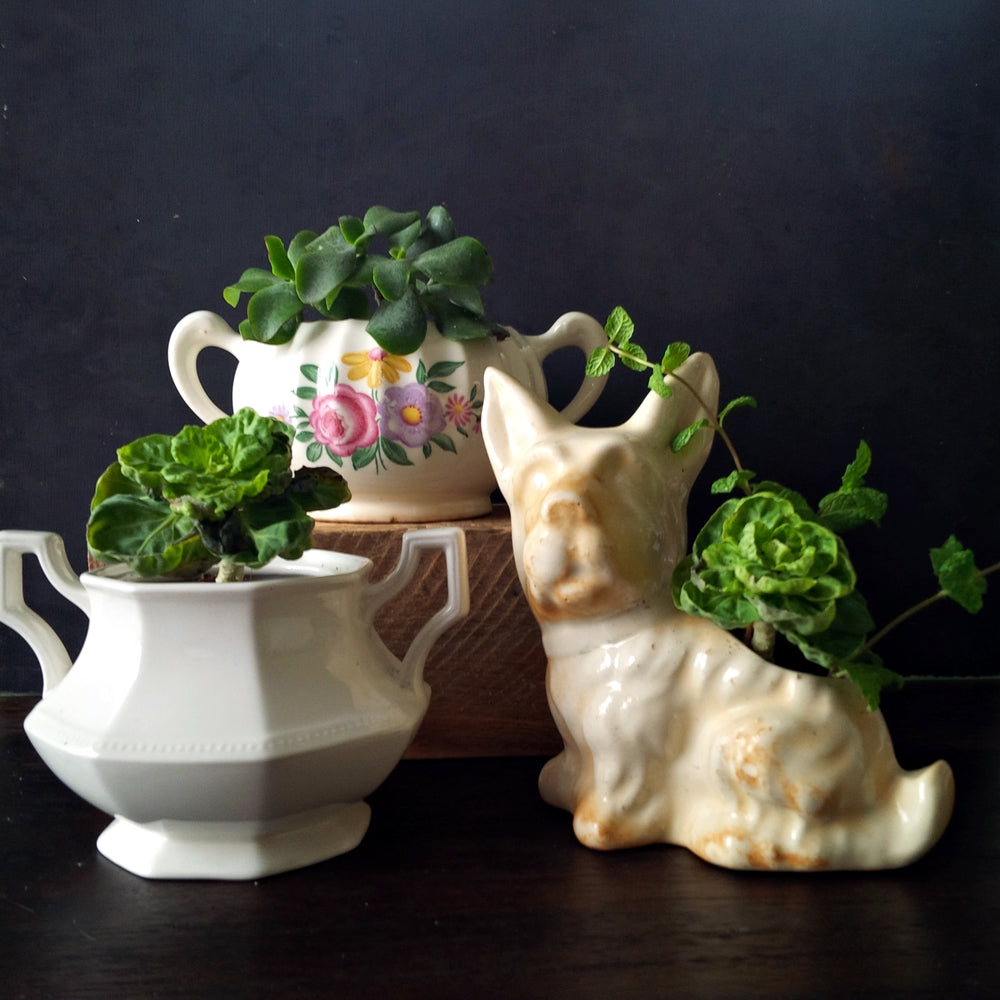 Scottie Dog Planter - Vintage Mid-Century Mini Garden Pot