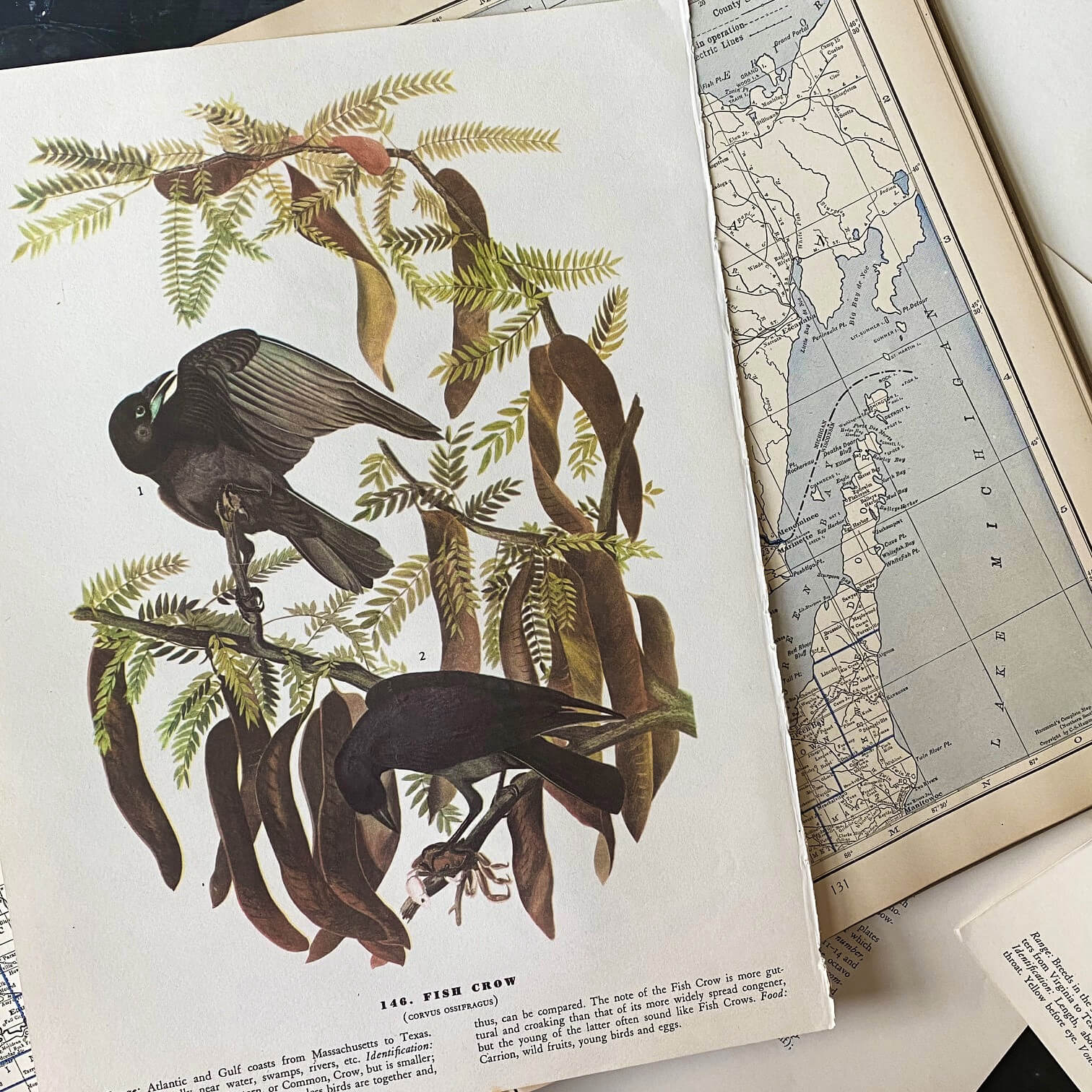 Vintage Audubon Bird Bookplates - Yellow Palm Warbler & Fish Crow - John James Audubon Birds of America - 1967 Edition
