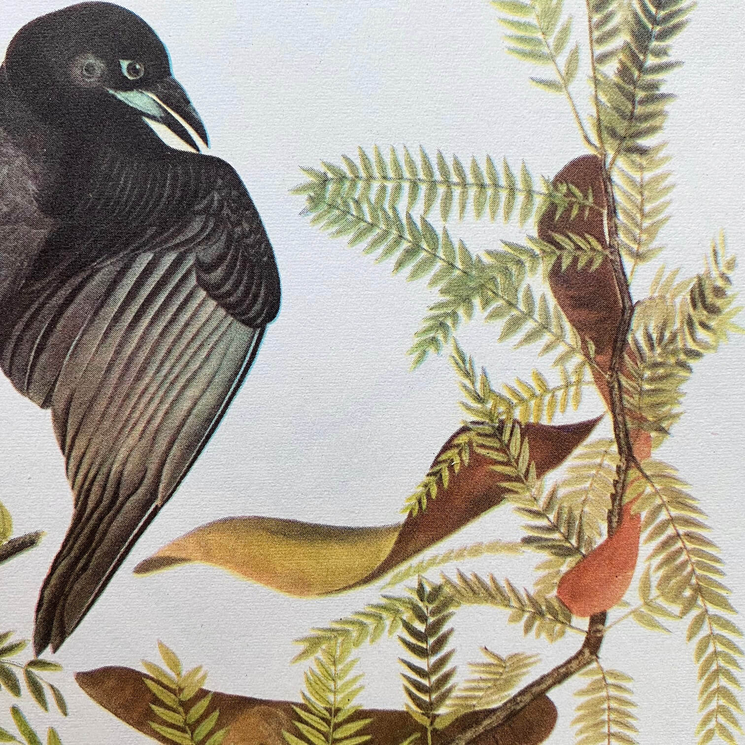Vintage Audubon Bird Bookplates - Yellow Palm Warbler & Fish Crow - Jo – In  The Vintage Kitchen Shop