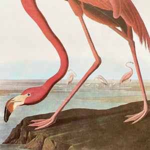 Vintage Flamingo Bird Print Bookplate - John James Audubon featuring Four Owls circa 1960s