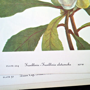 Vintage Wildflower Botanical Prints - Franklinia & Stewartia - 1950's Bookplate No. 224, 225