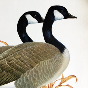 Vintage 1950s Canada Goose Bird Print - Menaboni's Bird Bookplate - Vintage Bird Botanical Art