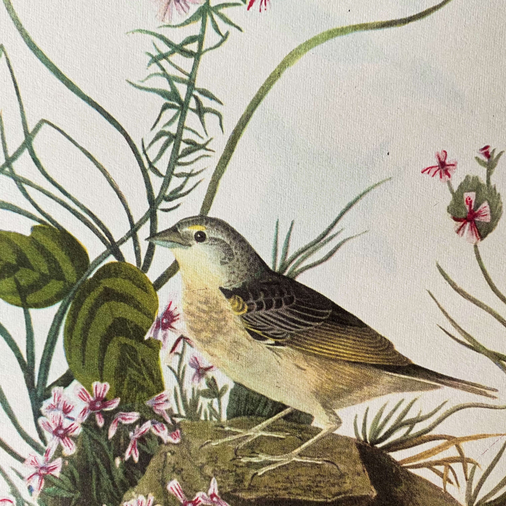 Vintage Audubon Bird Prints - Grasshopper Sparrow & Crested Flycatcher - John James Audubon 1960s Bookplate