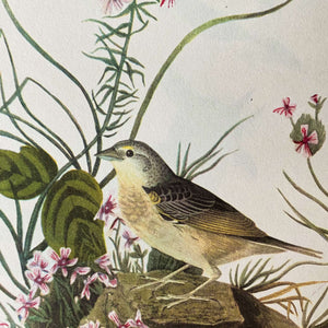 Vintage Audubon Bird Prints - Grasshopper Sparrow & Crested Flycatcher - John James Audubon 1960s Bookplate