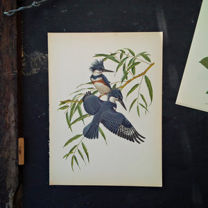 1950s Kingfisher Bird Print - Menaboni's Bird Bookplate - Vintage Grey Green Botanical Art