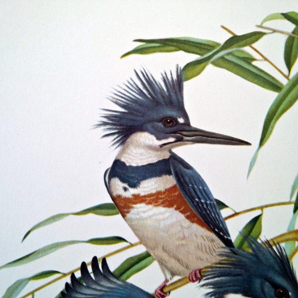 1950s Kingfisher Bird Print - Menaboni's Bird Bookplate - Vintage Grey Green Botanical Art