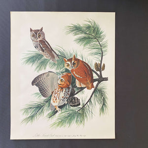 Vintage Audubon Little Screech Owl Litograph - 14x17 from the 1960s Audubon Folio