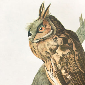 Vintage Audubon Owl Print - Long-Eared Owl and Dickcissel - 1960s John James Audubon Bookplates