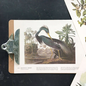 Vintage Louisiana Heron Bookplate from John James Audubon Birds of America - 1967 Edition