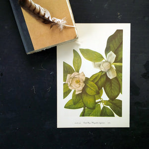 Vintage Botanical Prints - Magnolia & Leather Flower- 1950's Bookplate No. 131, 132 from Wild Flowers of America by Mary Vaux Walcott Printed in 1953