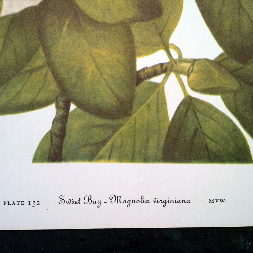 Vintage Botanical Prints - Magnolia & Leather Flower- 1950's Bookplate No. 131, 132 from Wild Flowers of America by Mary Vaux Walcott Printed in 1953