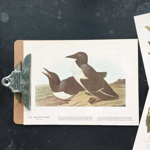 Vintage Louisiana Heron Bookplate from John James Audubon Birds of America - 1967 Edition