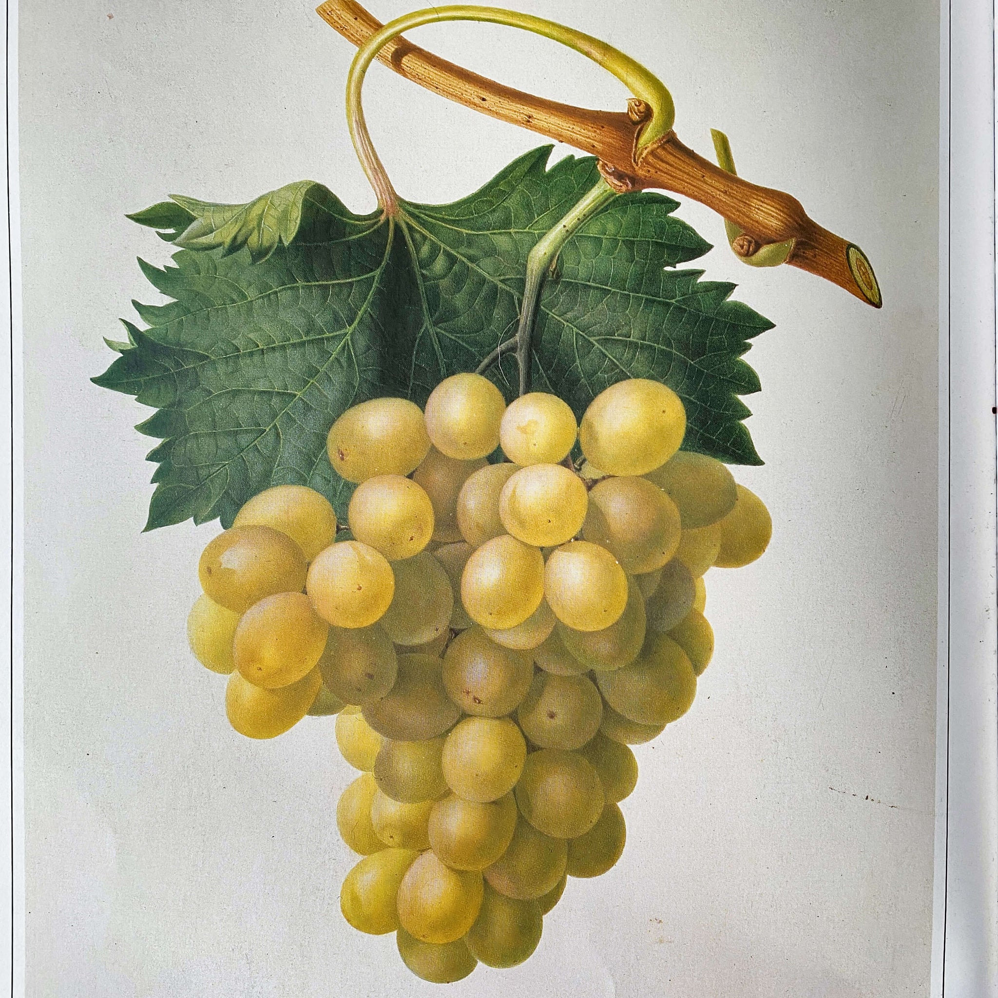 Martin Rix Vintage 1980s Botanical Art Book - The Art of The Plant World - Martin ...