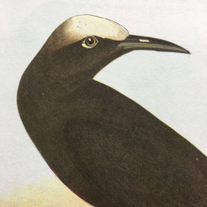 Vintage Noddy Tern Audubon Print 1960s - King Eider - John James Audubon's Bird of America Book Plate