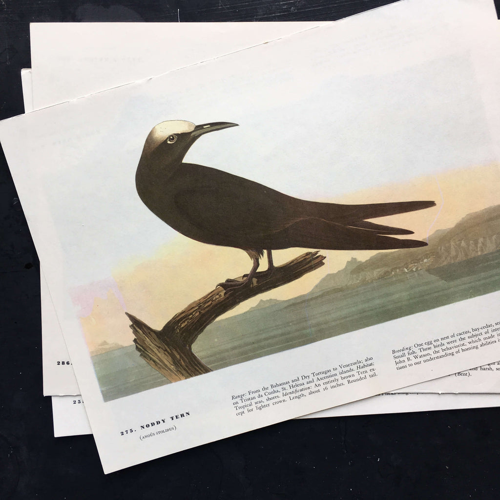 Vintage Noddy Tern Audubon Print 1960s - King Eider - John James Audubon's Bird of America Book Plate