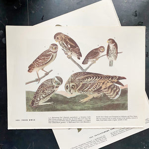 Vintage Flamingo Bird Print Bookplate - John James Audubon featuring Four Owls circa 1960s