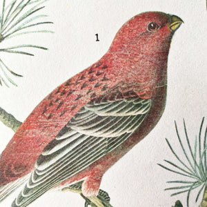 Vintage Magpie Bird Bookplate - Pine Grosbeak & Magpie Prints - John James Audubon Birds of America - 1967 Edition