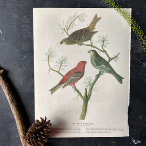 Vintage Magpie Bird Bookplate - Pine Grosbeak & Magpie Prints - John James Audubon Birds of America - 1967 Edition