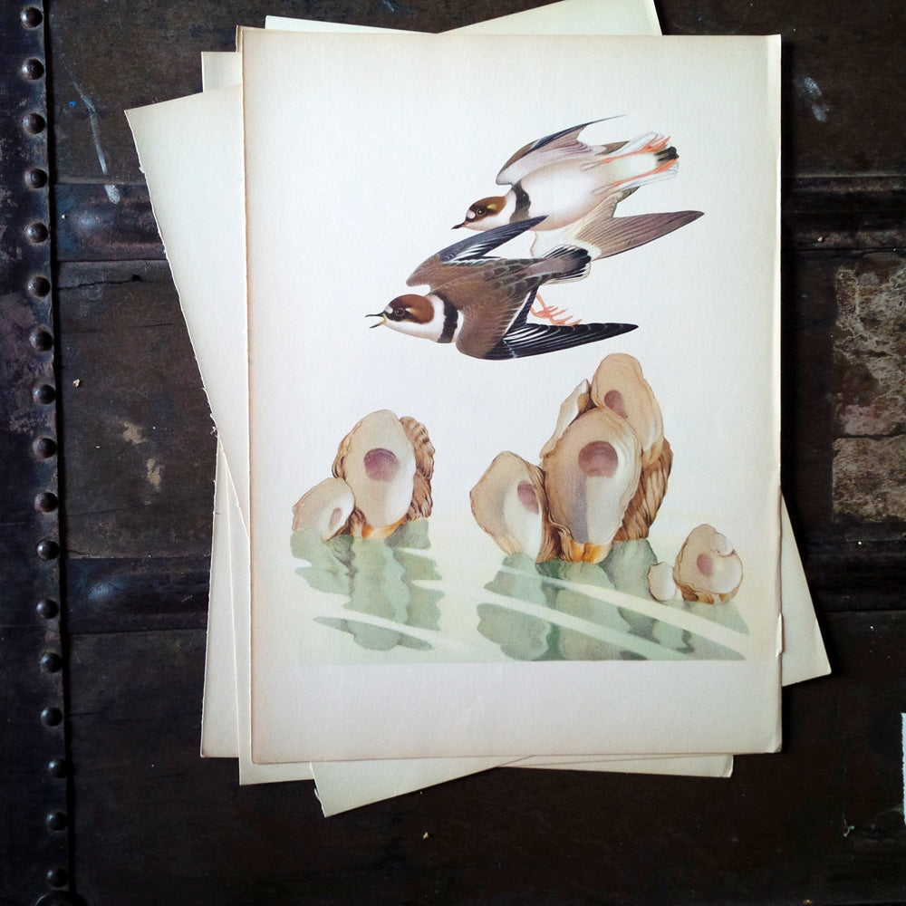 1950's Plover and Oyster Bird Print - Menaboni's Birds Bookplate