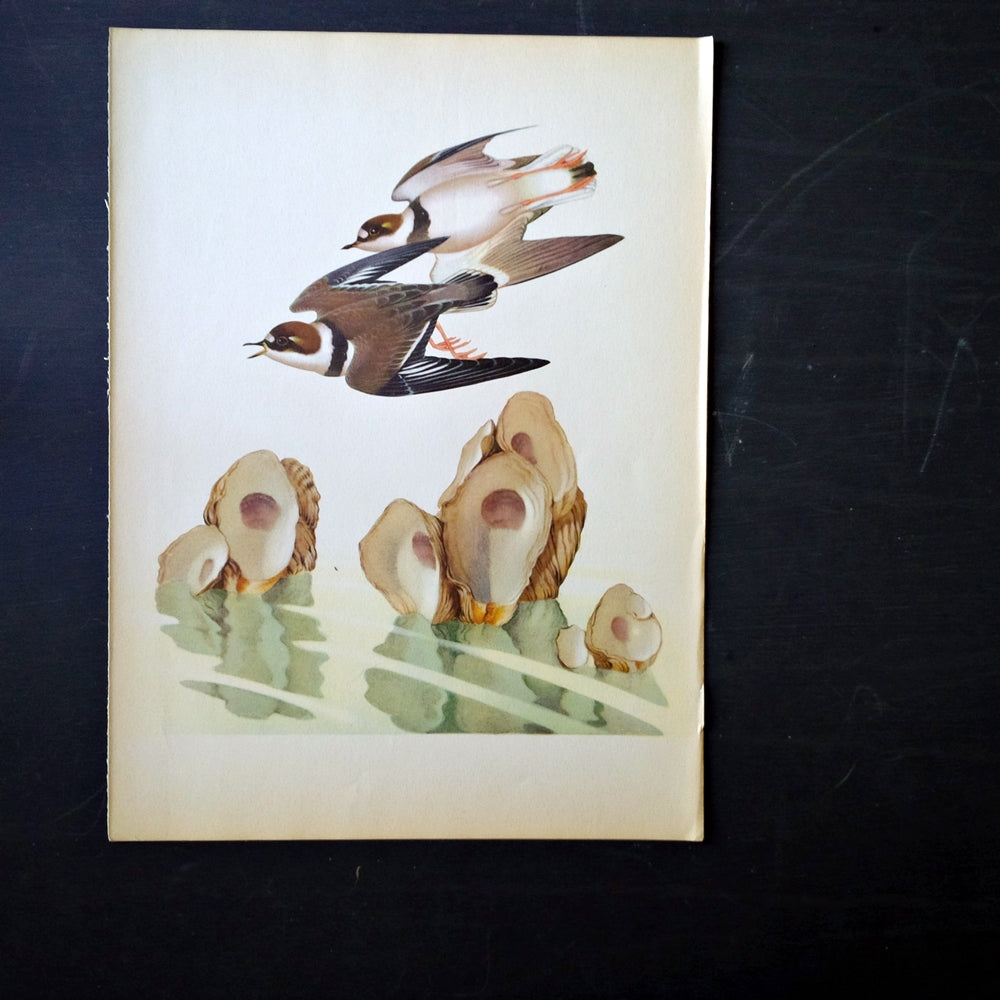 1950's Plover and Oyster Bird Print - Menaboni's Birds Bookplate