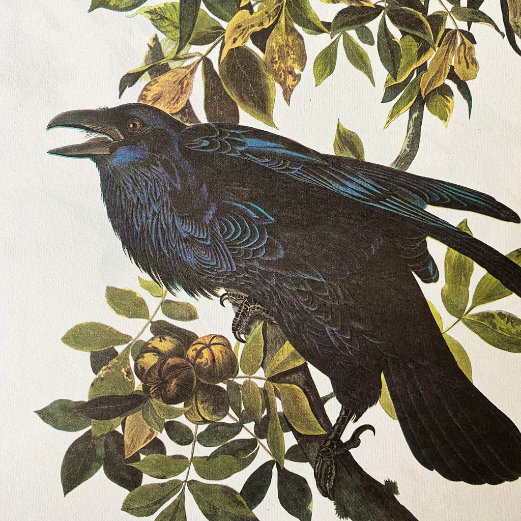Vintage Raven & Blue Jay Bookplates - John James Audubon Birds of America - 1967 Edition
