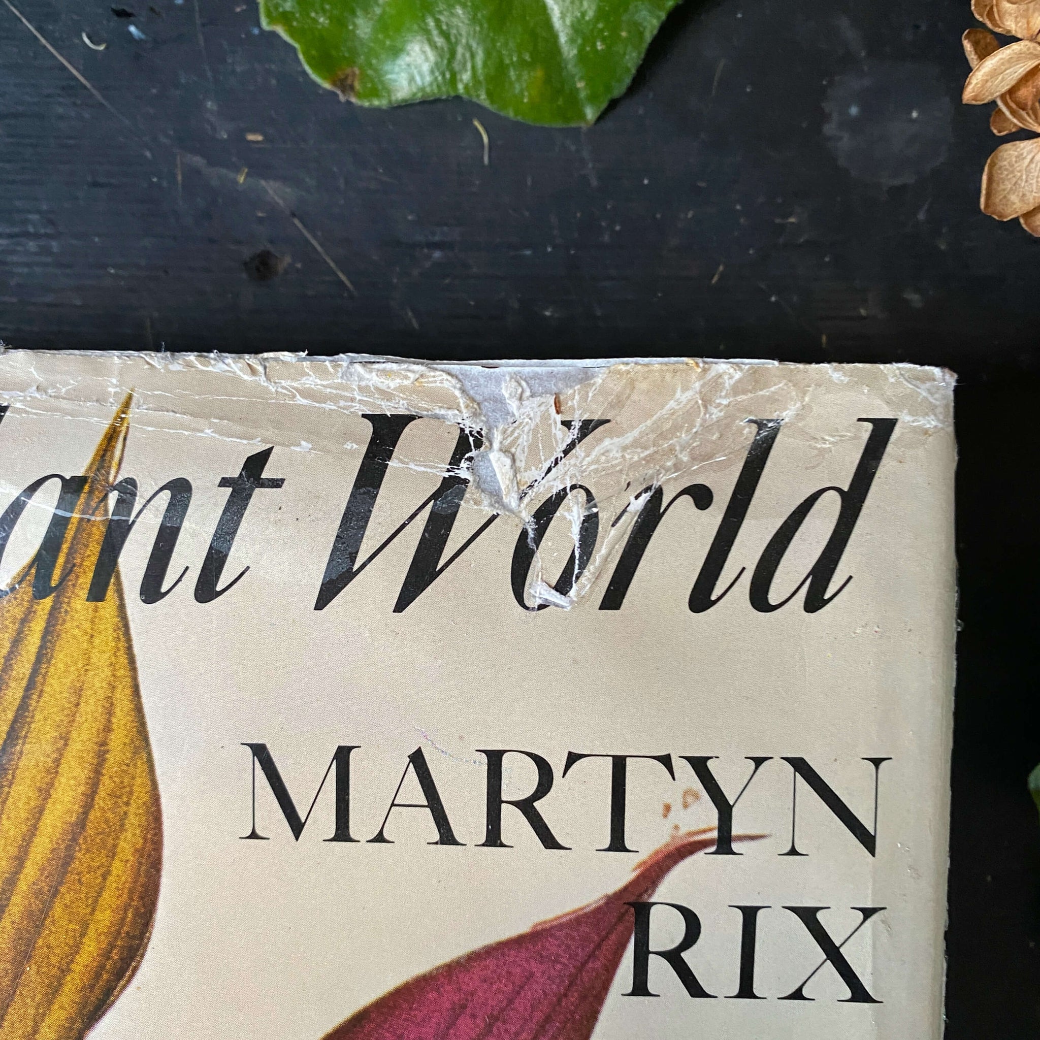 Vintage 1980s Botanical Art Book - The Art of The Plant World - Martin Rix - 1981 Edition