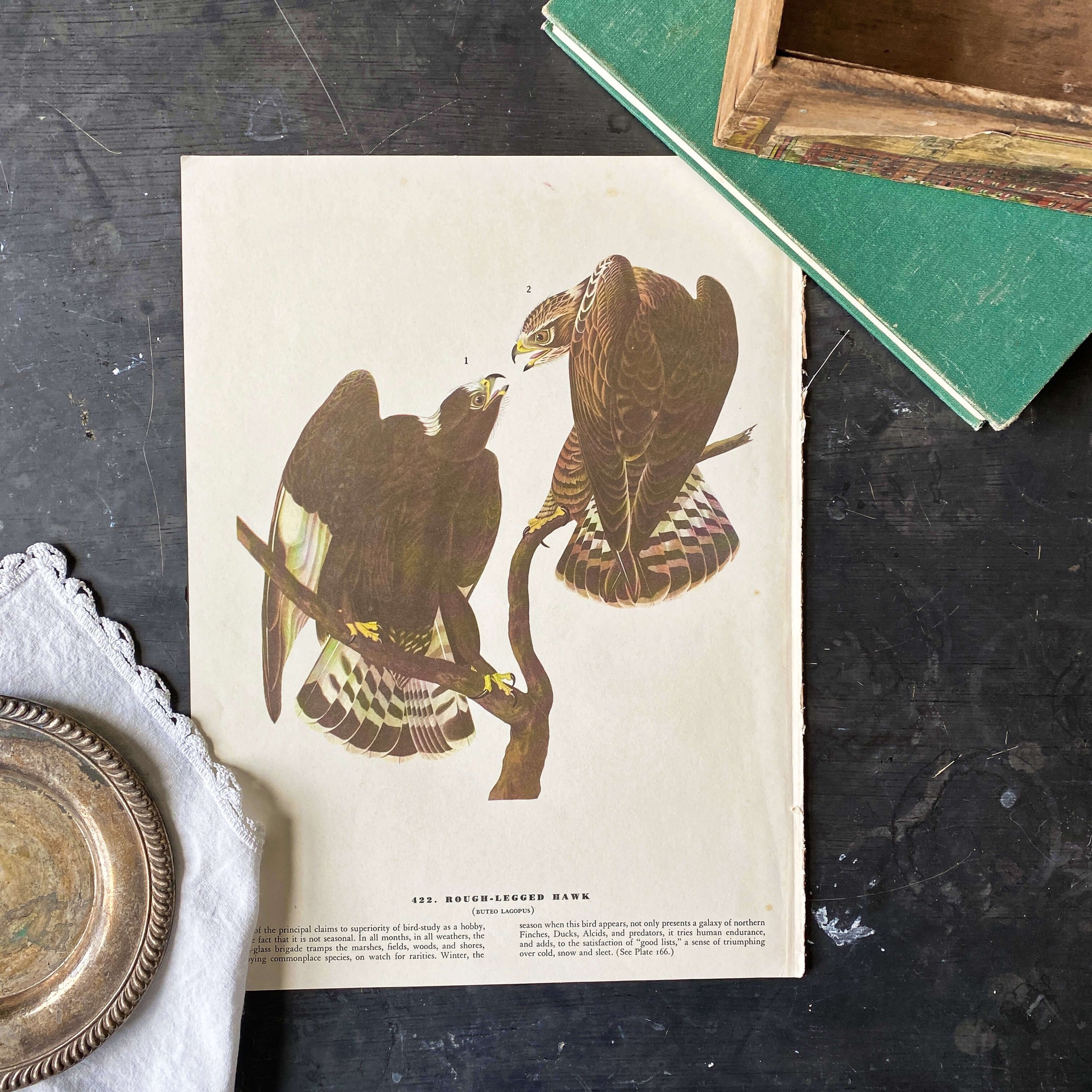 Vintage Brown Pelican Bookplate Print - John James Audubon Birds of America