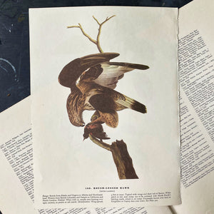 Vintage Sparrow & Hawk Bird Bookplates - Bachman's Sparrow & Rough-Legged Hawk - John James Audubon Birds of America - 1967 Edition