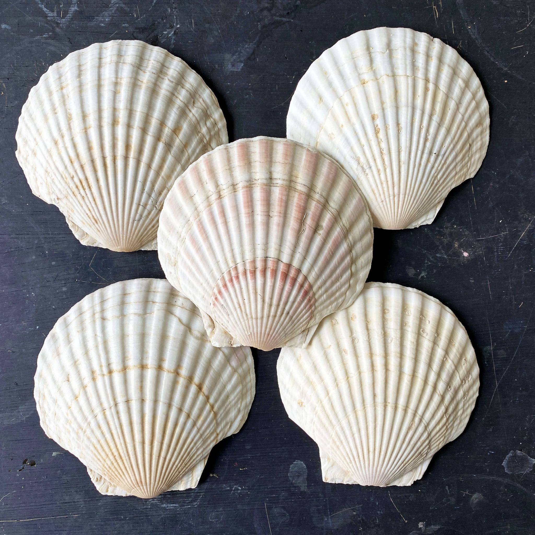Vintage 1960s Sea Shell Appetizer Trays - Reese Finer Foods - Set of Seven Shells with Original Packaging