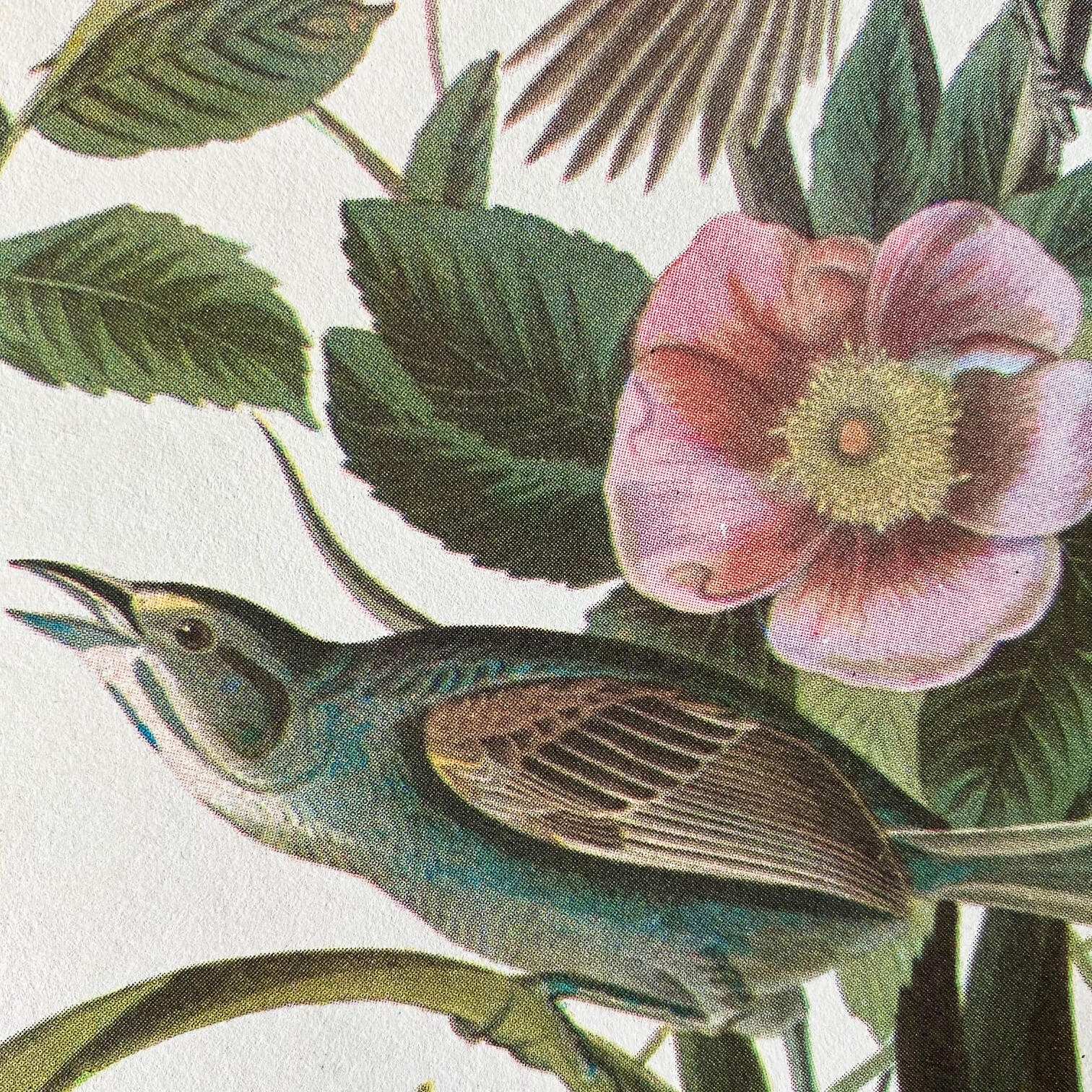 Vintage Sparrow Birds Bookplate - Vesper Sparrow & Seaside Sparrow - John James Audubon Birds of America - 1967 Edition