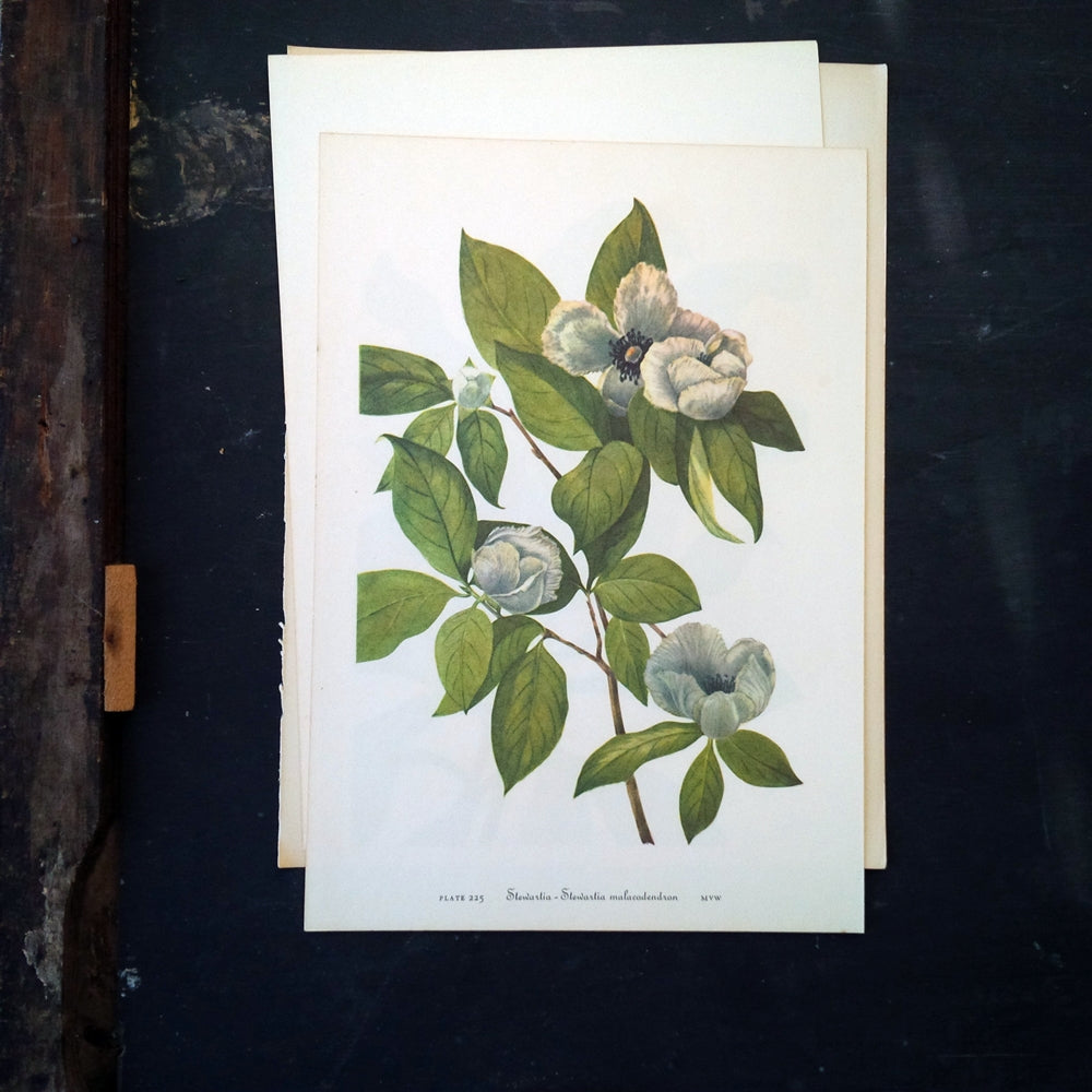 Vintage Wildflower Botanical Prints - Franklinia & Stewartia - 1950's Bookplate No. 224, 225